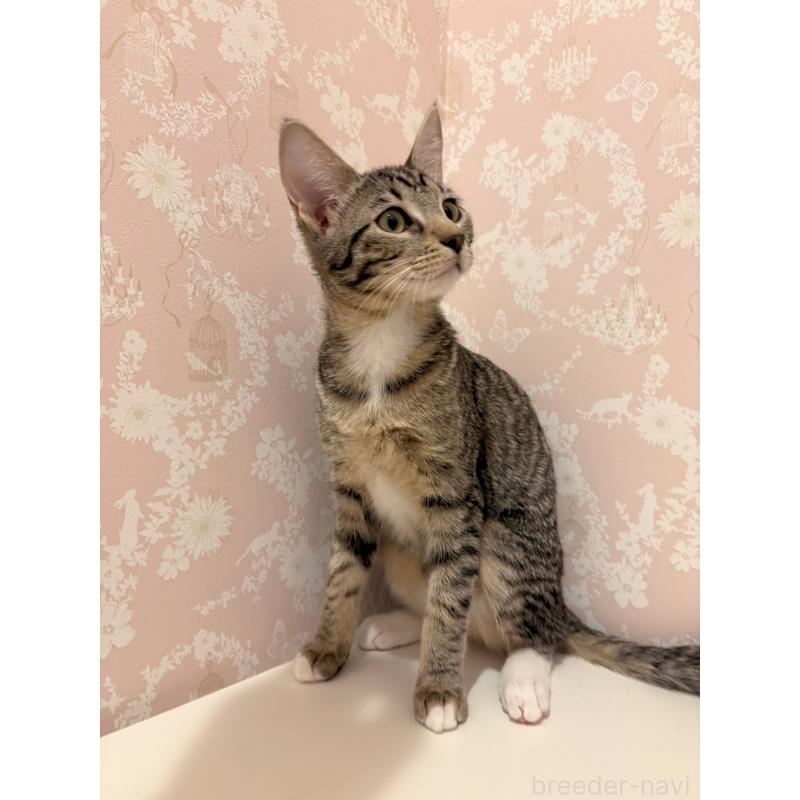 販売中の石川県のサバンナキャット-138306の2枚目