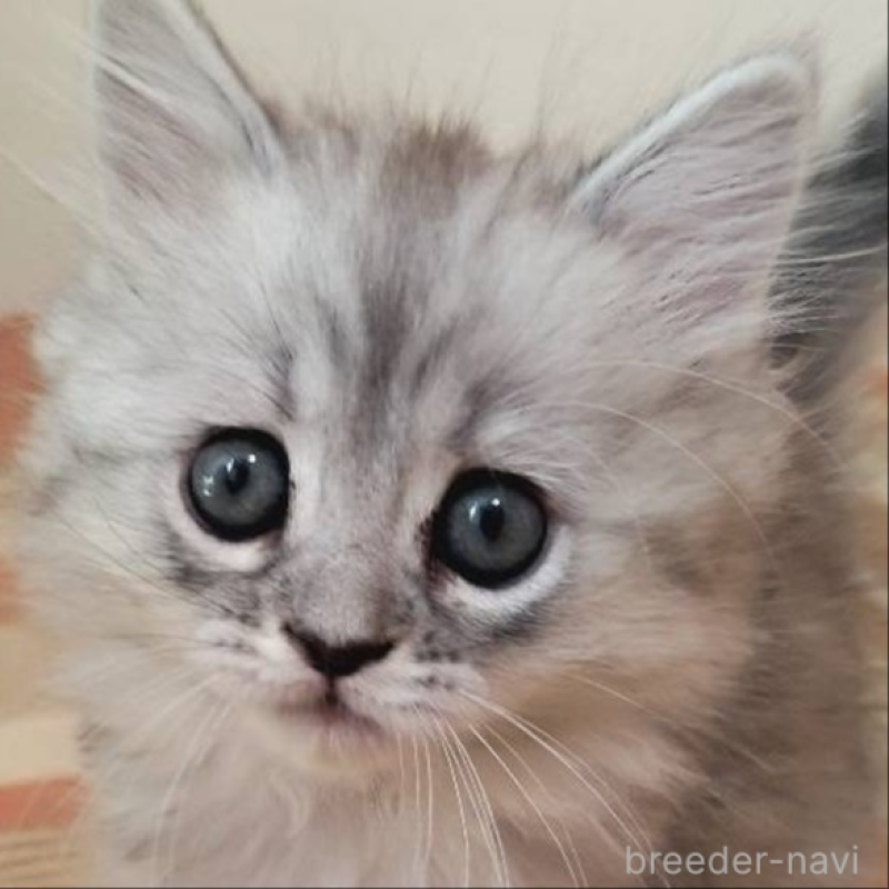 販売中の兵庫県のミヌエット-138307