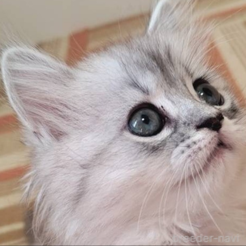 販売中の兵庫県のミヌエット-138307の4枚目