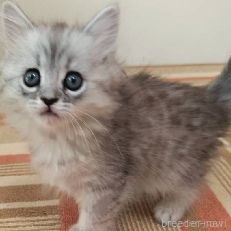 販売中の兵庫県のミヌエット-138307の3枚目