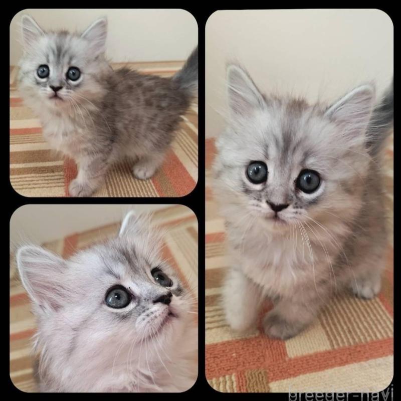 販売中の兵庫県のミヌエット-138307の2枚目