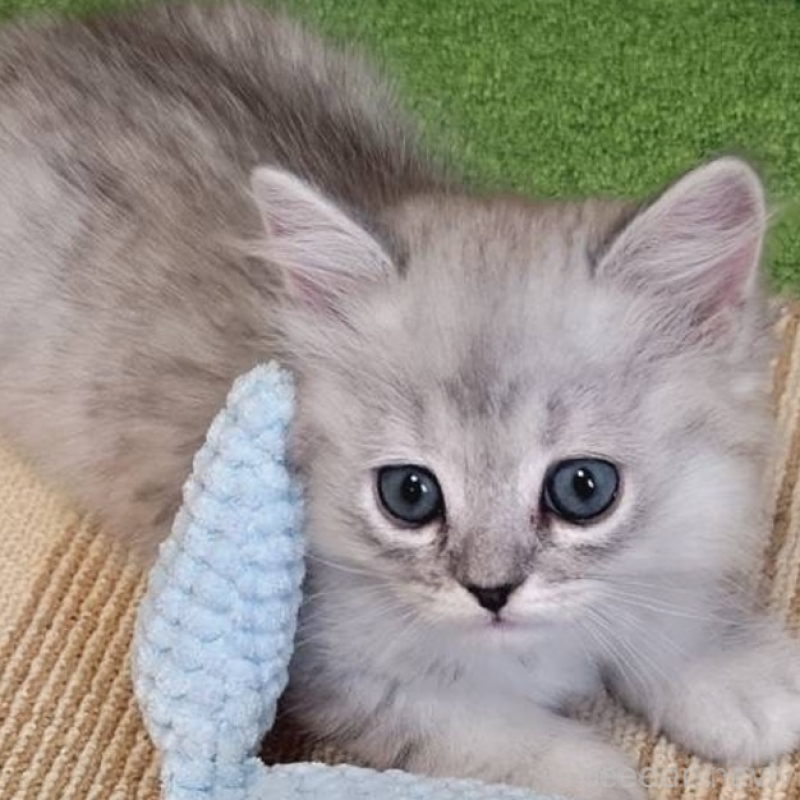 販売中の兵庫県のミヌエット-138308の4枚目