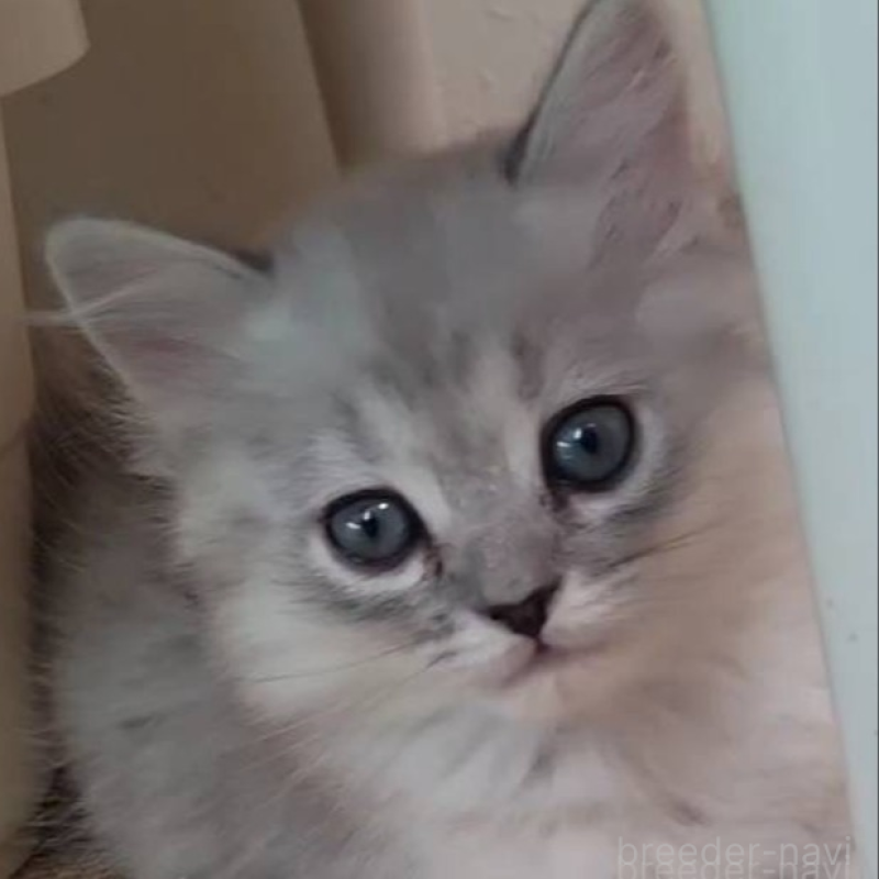 販売中の兵庫県のミヌエット-138308の3枚目