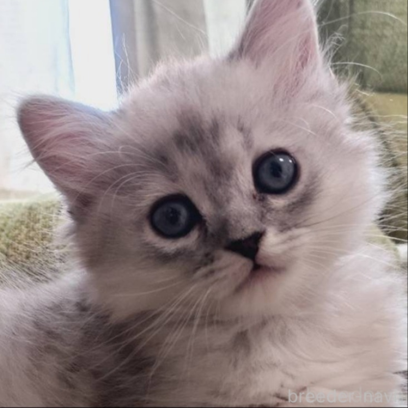 販売中の兵庫県のミヌエット-138308