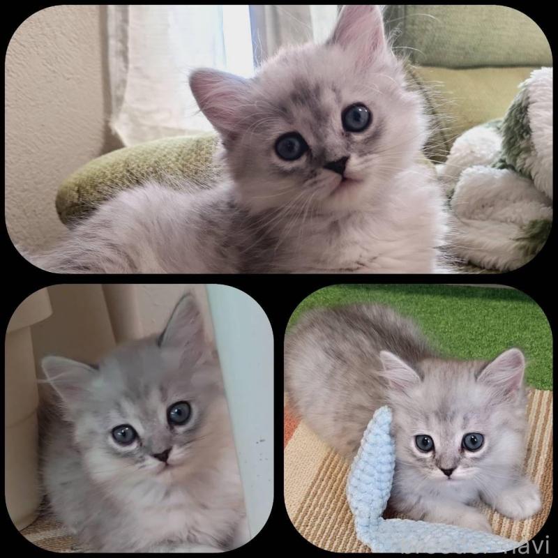 販売中の兵庫県のミヌエット-138308の2枚目