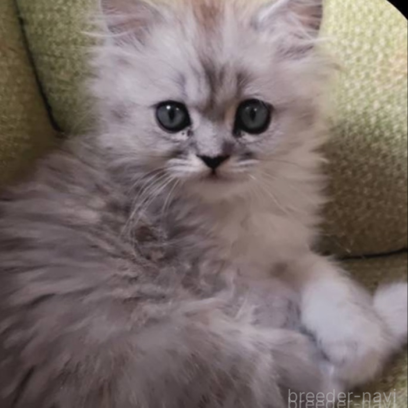 販売中の兵庫県のミヌエット-138309の4枚目