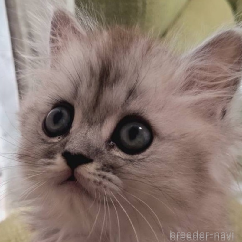 販売中の兵庫県のミヌエット-138309