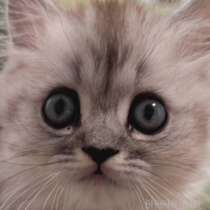 販売中の兵庫県のミヌエット-138309の3枚目