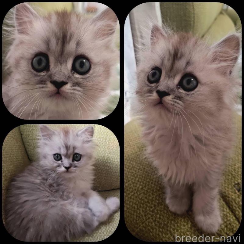 販売中の兵庫県のミヌエット-138309の2枚目