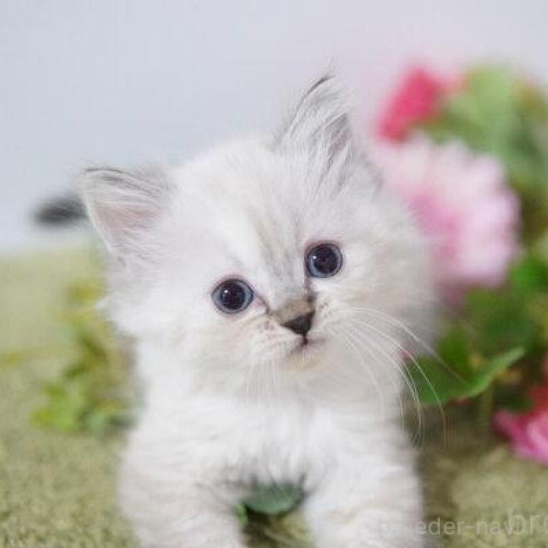 販売中の神奈川県のミヌエット-138311の1枚目