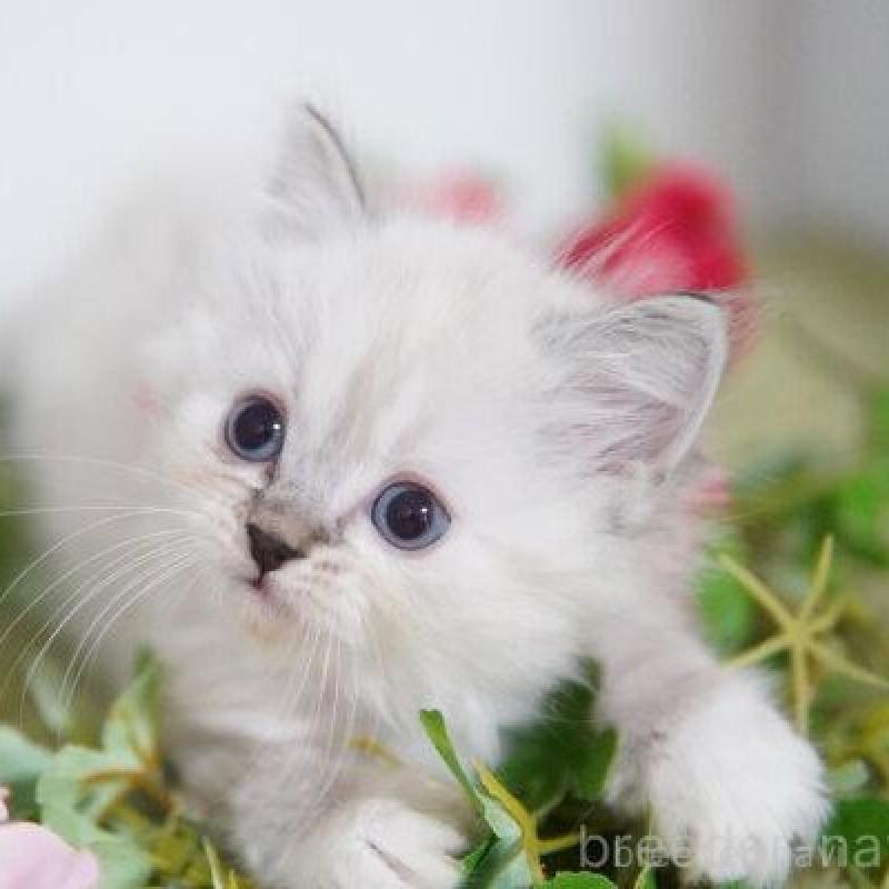 販売中の神奈川県のミヌエット-138311の4枚目