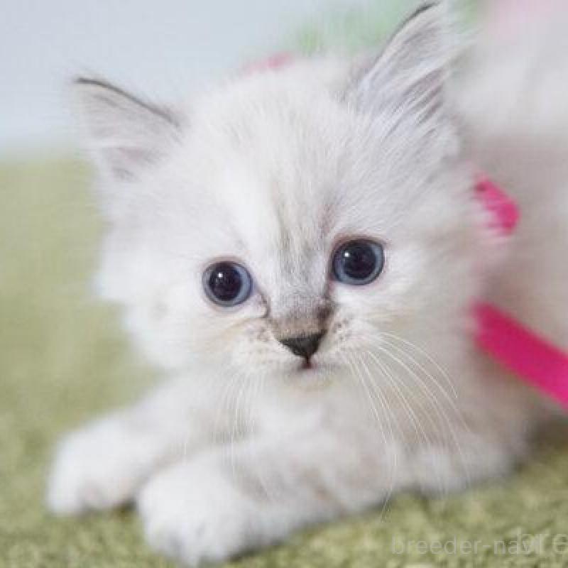 販売中の神奈川県のミヌエット-138311の3枚目