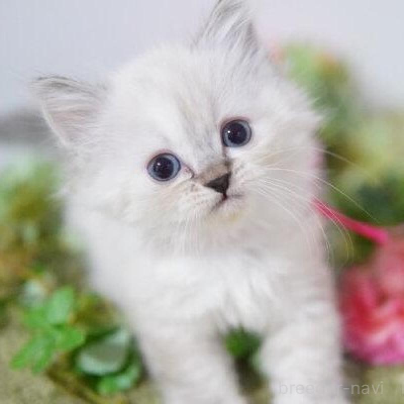 販売中の神奈川県のミヌエット-138311の2枚目