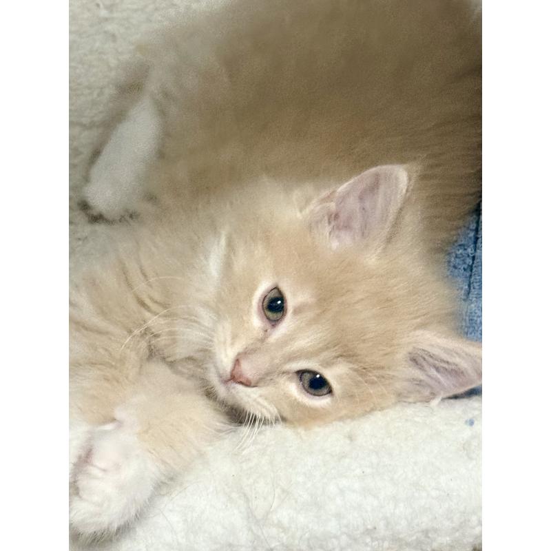 販売中の東京都のノルウェージャンフォレストキャット-137401の11枚目