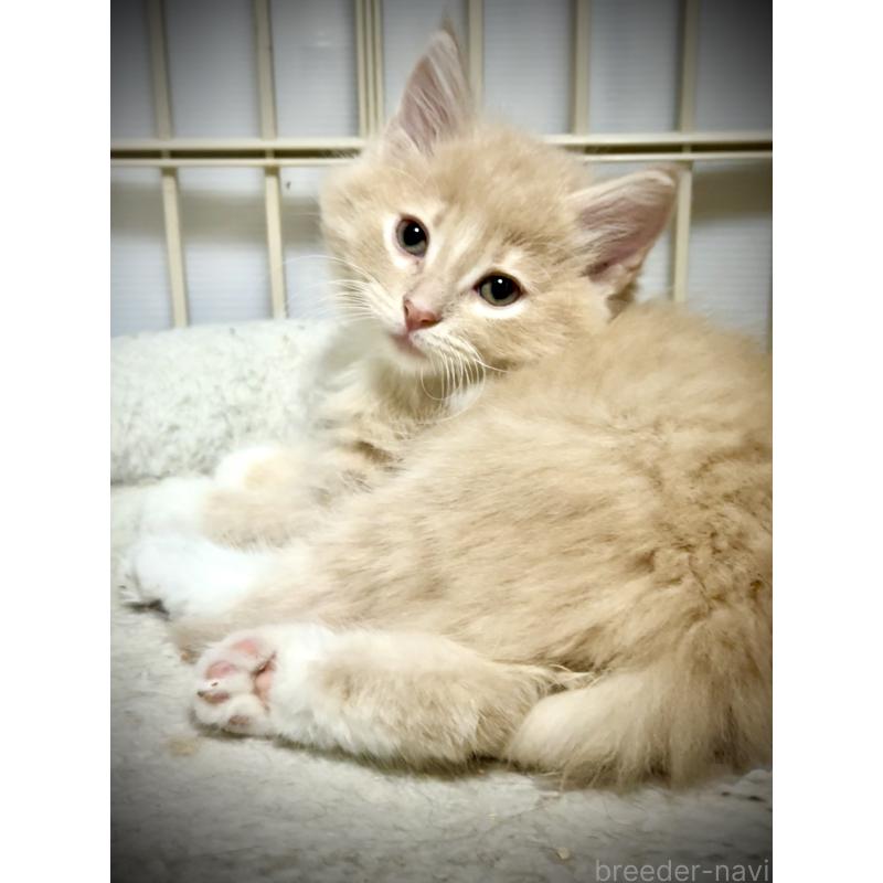 販売中の東京都のノルウェージャンフォレストキャット-137401の10枚目