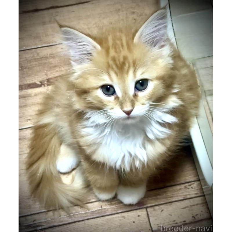 販売中の東京都のノルウェージャンフォレストキャット-136581の5枚目