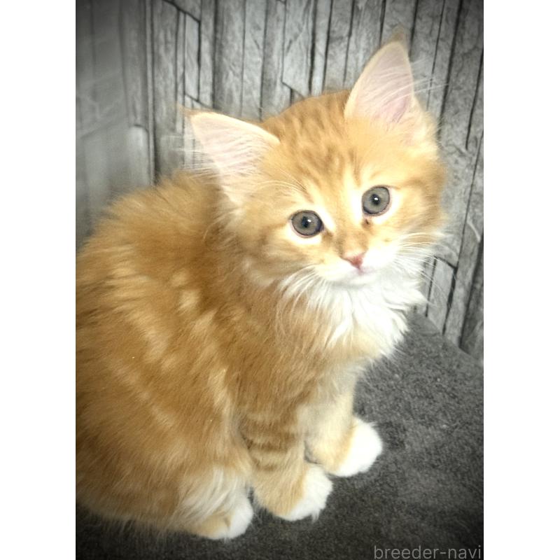 販売中の東京都のノルウェージャンフォレストキャット-136581の4枚目