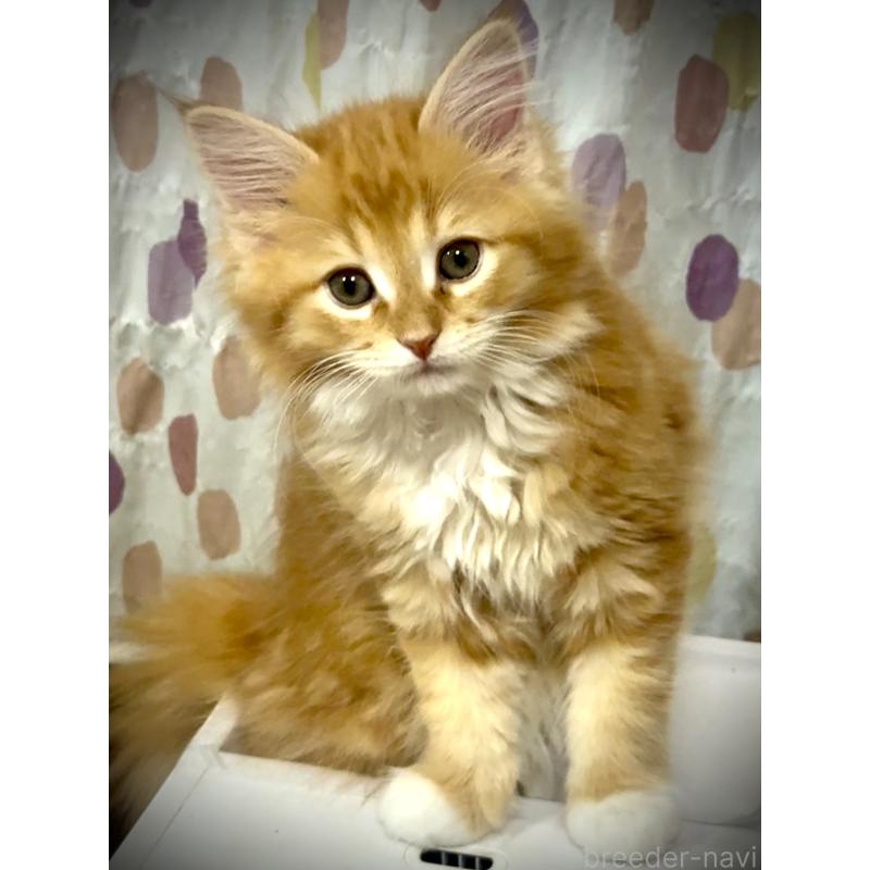 販売中の東京都のノルウェージャンフォレストキャット-136581の3枚目