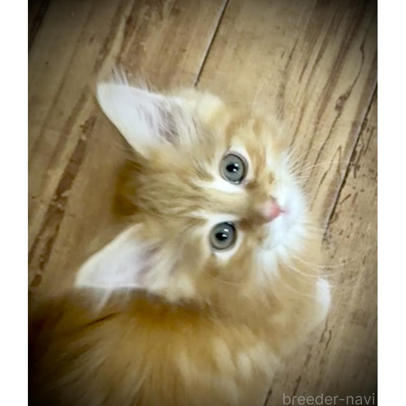 販売中の東京都のノルウェージャンフォレストキャット-136582の6枚目