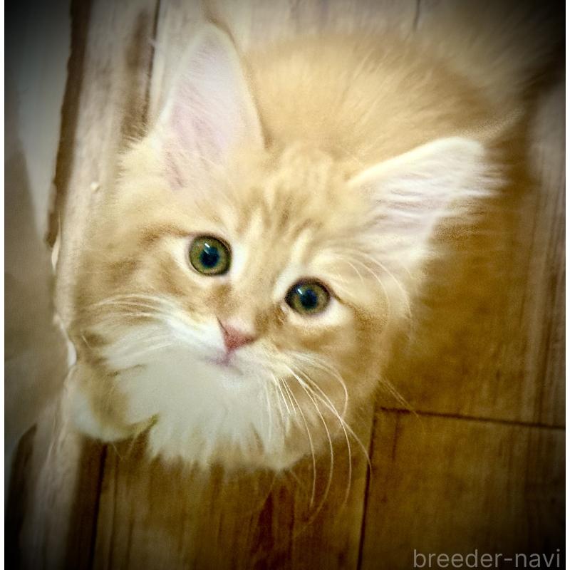 販売中の東京都のノルウェージャンフォレストキャット-136582の5枚目