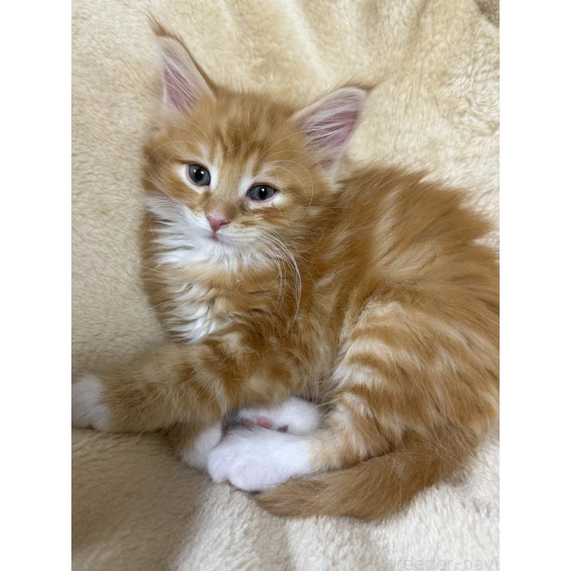 販売中の東京都のノルウェージャンフォレストキャット-136582の4枚目