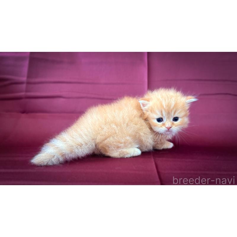 販売中の愛知県のミヌエット(短足)-138381の6枚目