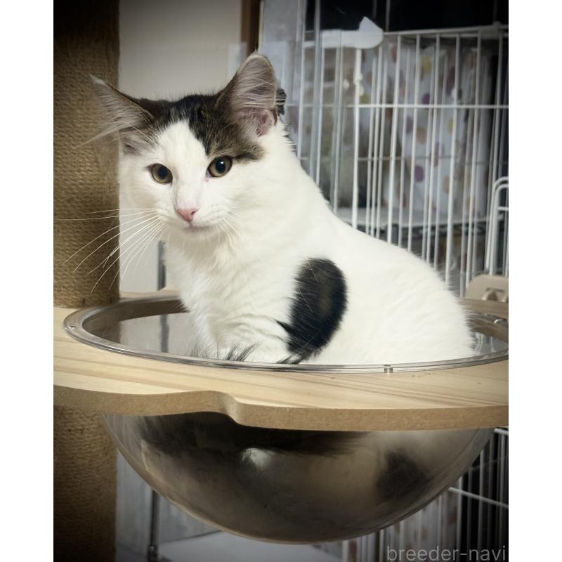 販売中の東京都のノルウェージャンフォレストキャット-133211の3枚目