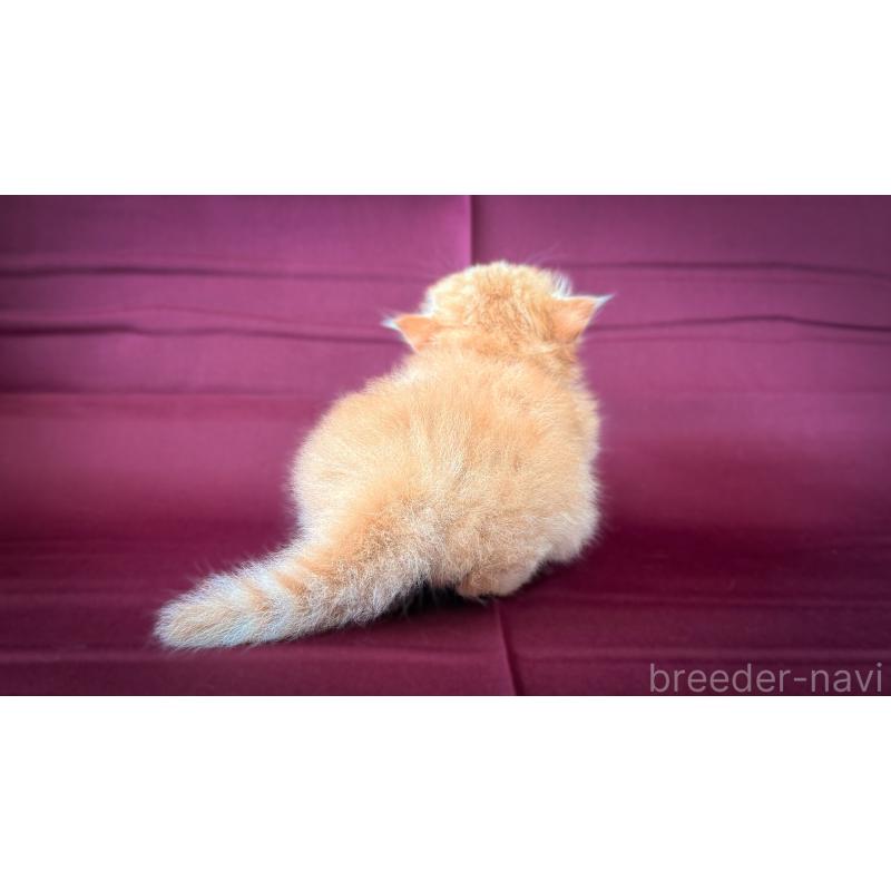 販売中の愛知県のミヌエット(短足)-138381の5枚目