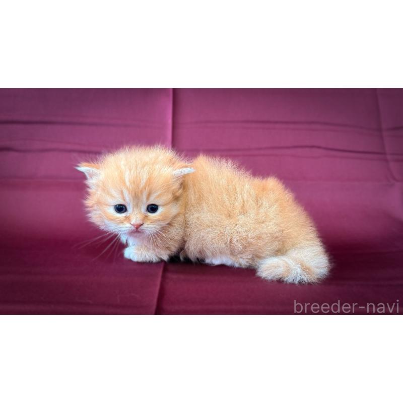 販売中の愛知県のミヌエット(短足)-138381の3枚目