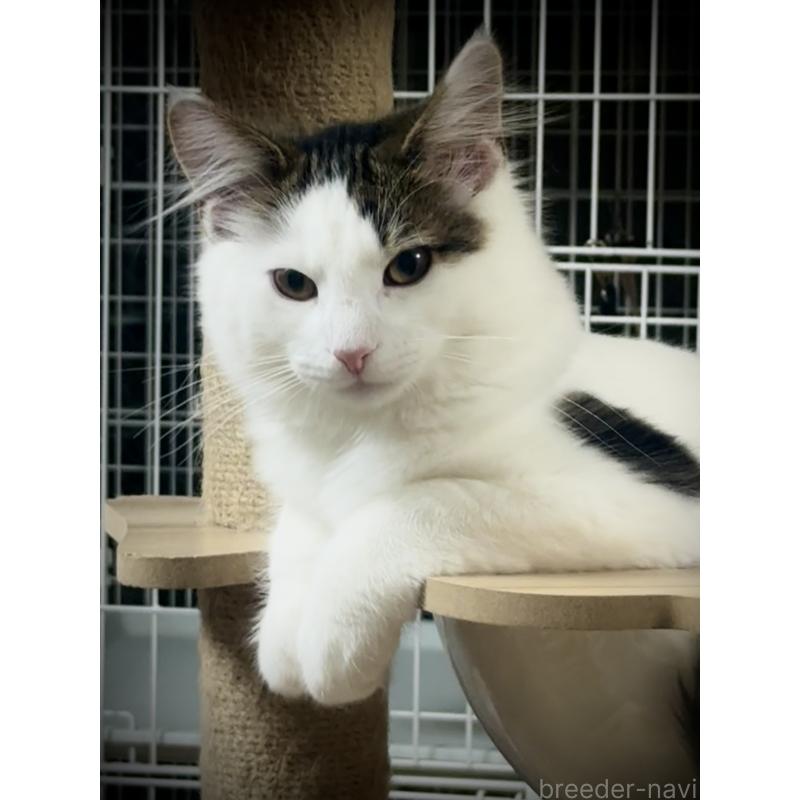 販売中の東京都のノルウェージャンフォレストキャット-133211の2枚目
