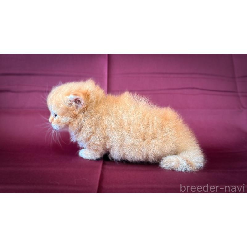 販売中の愛知県のミヌエット(短足)-138381の2枚目