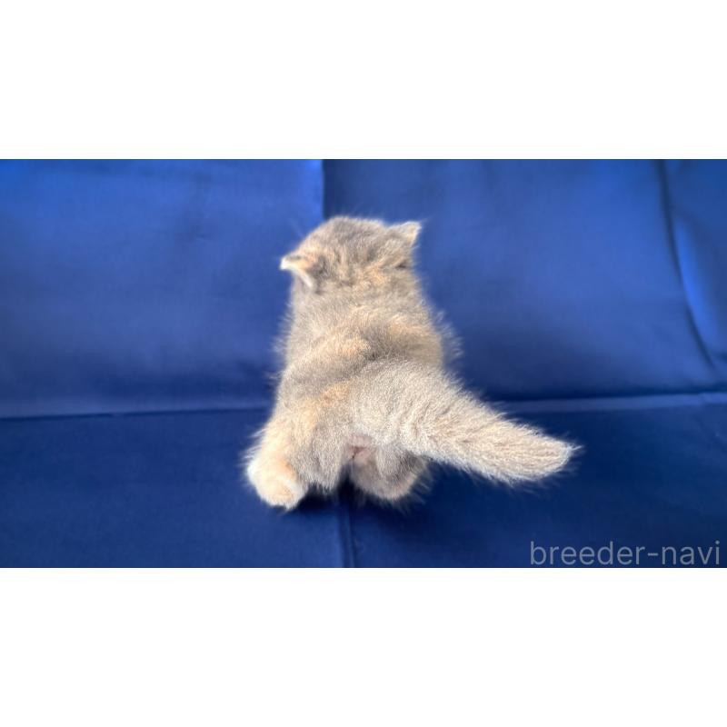 販売中の愛知県のミヌエット(短足)-138382の6枚目