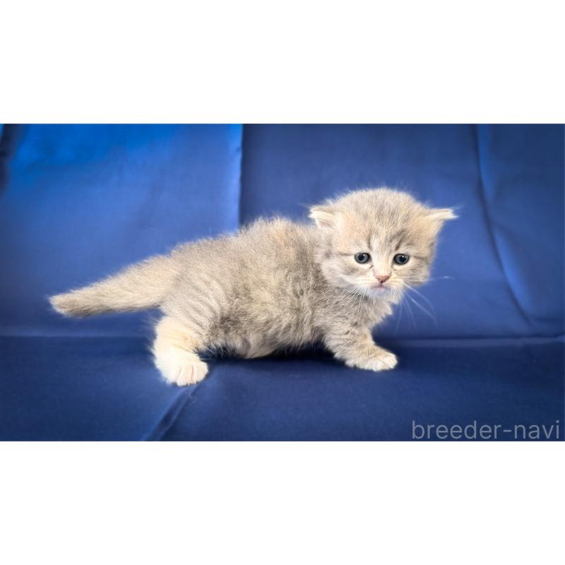 販売中の愛知県のミヌエット(短足)-138382の4枚目