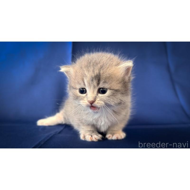 販売中の愛知県のミヌエット(短足)-138382の3枚目