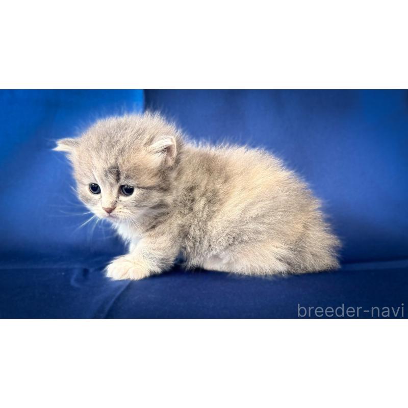 販売中の愛知県のミヌエット(短足)-138382の2枚目