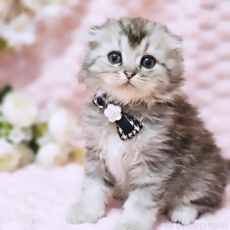 販売中の茨城県のミヌエット-138383の1枚目