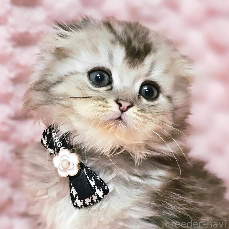 販売中の茨城県のミヌエット-138383の18枚目