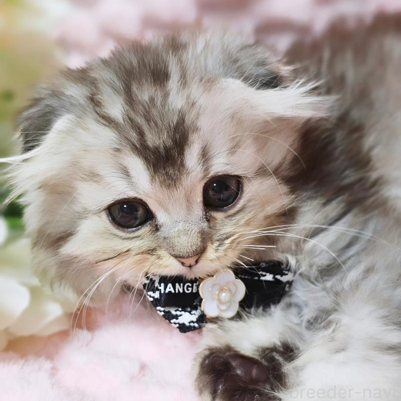 販売中の茨城県のミヌエット-138383の17枚目