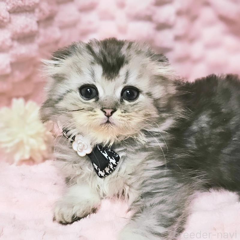 販売中の茨城県のミヌエット-138383の16枚目