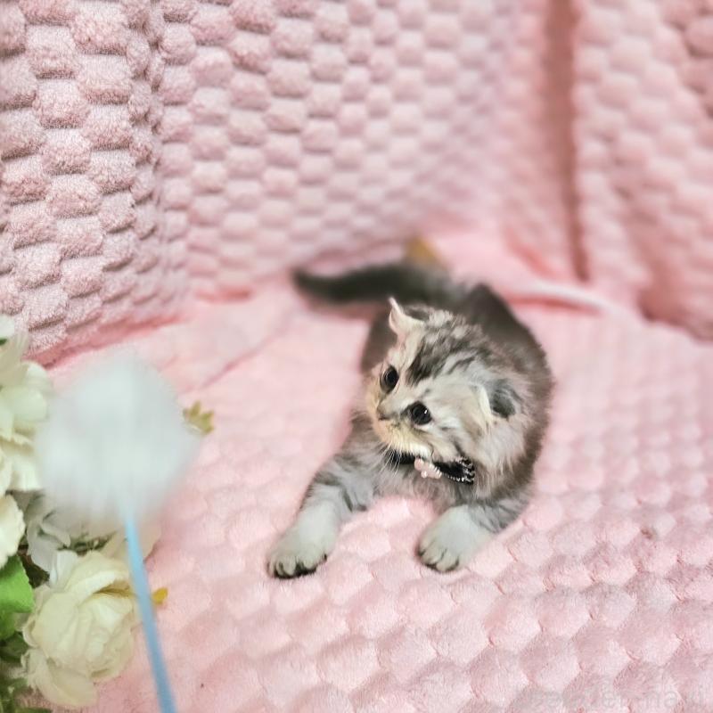 販売中の茨城県のミヌエット-138383の15枚目