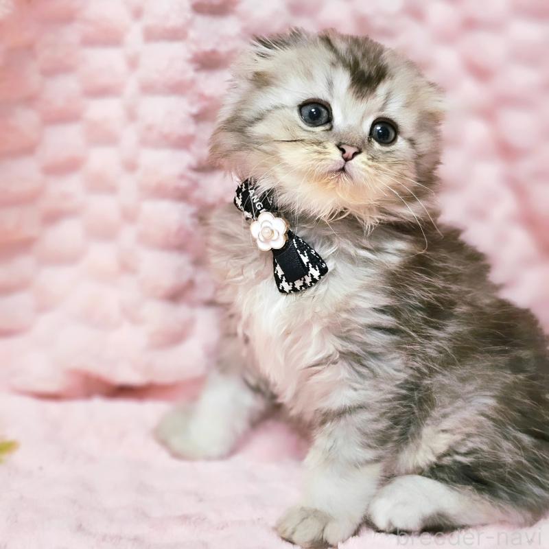 販売中の茨城県のミヌエット-138383の14枚目