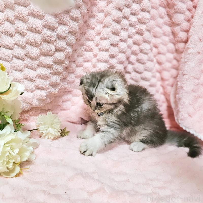 販売中の茨城県のミヌエット-138383の13枚目