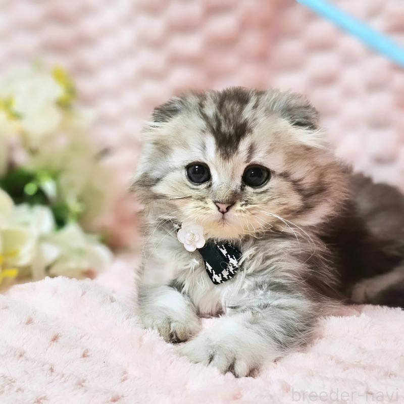 販売中の茨城県のミヌエット-138383の12枚目