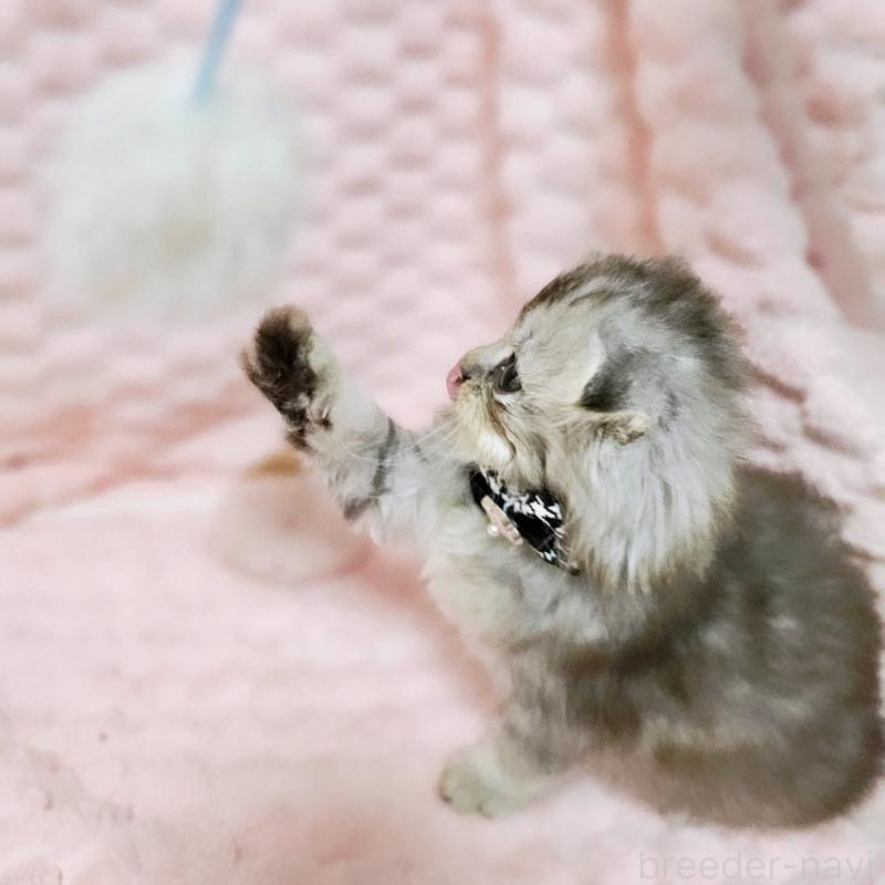 販売中の茨城県のミヌエット-138383の11枚目