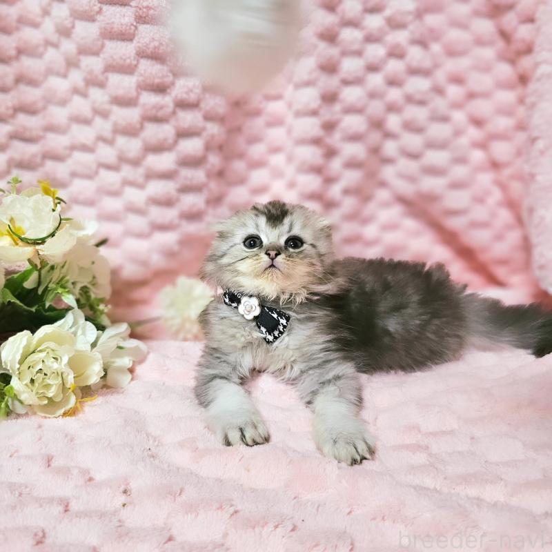 販売中の茨城県のミヌエット-138383の10枚目