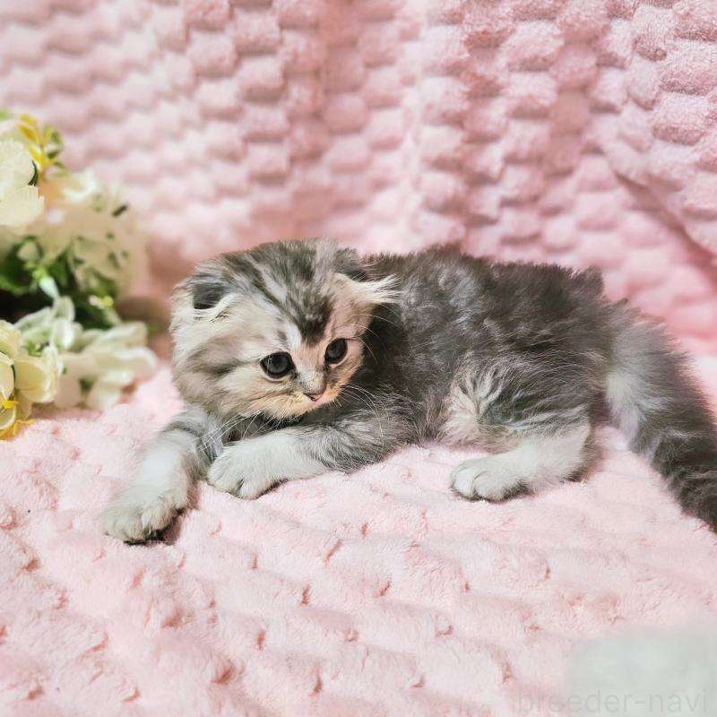 販売中の茨城県のミヌエット-138383の9枚目