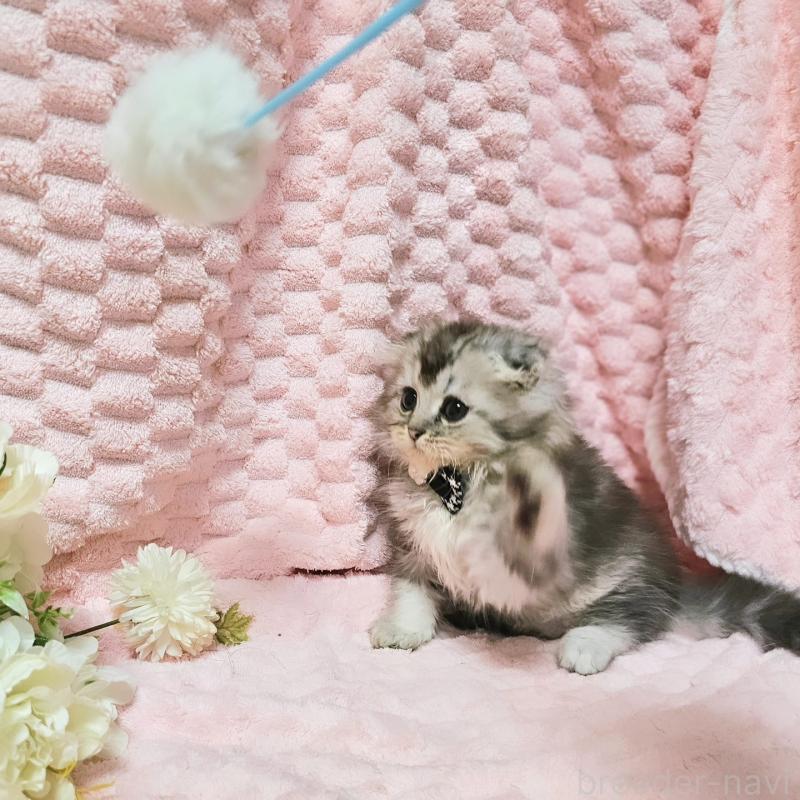 販売中の茨城県のミヌエット-138383の8枚目