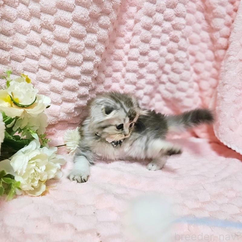 販売中の茨城県のミヌエット-138383の7枚目