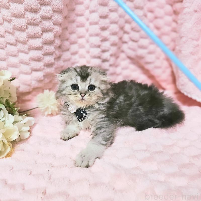 販売中の茨城県のミヌエット-138383の6枚目