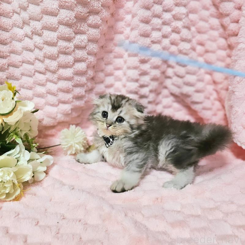 販売中の茨城県のミヌエット-138383の5枚目